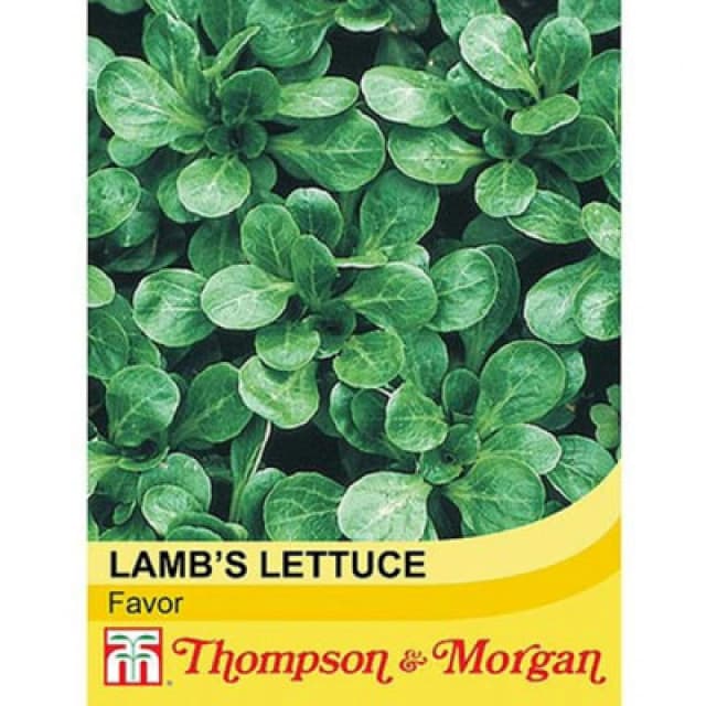 Thompson & Morgan Salad Leaves Lambs Lettuce Favor 1 Seed Packet