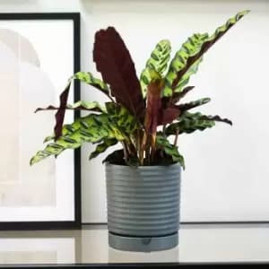 Ivyline Bespoke Luna Stoneware Planter & Saucer Grey H20CM D18CM