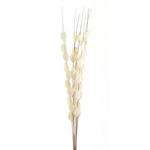 Hill Interiors Bouquet Of Dried Thlaspi Arvense Artificial Flower White (One Size)
