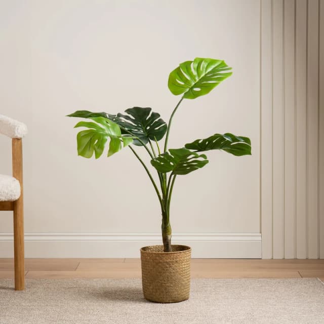 Scottish Everlastings Ltd 90cm Real Touch Monstera in Green Green Unisex