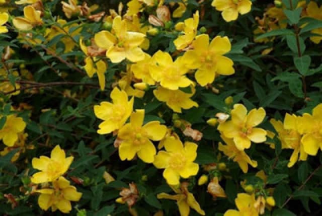 Inspirational Gifting 1-2ft Hypericum 'hidcote' St John's Wort Field Grown Bare Root Hedging Plants Tree Whip Sapling - Pack Of 10