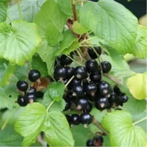 YouGarden Blackcurrant Titania 2L - Brown