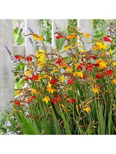YouGarden Crocosmia Mixed Bulbs - 50, size 5/6 - Size 50 Bulbs