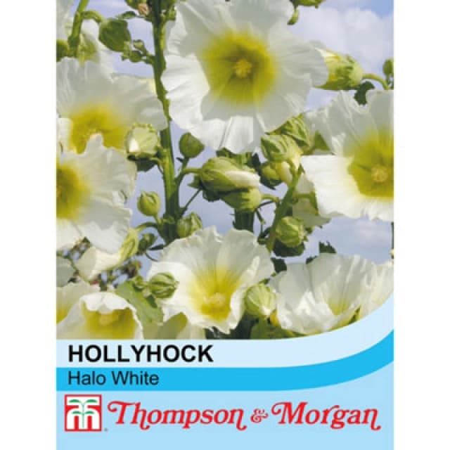 Thompson & Morgan Hollyhock Halo White 1 Seed Packet (50 Seeds)