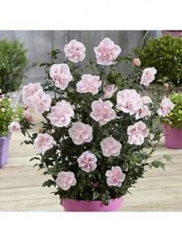 Double Flowered Hibiscus Chiffon Collection 3X 9Cm