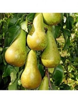 Pear 'Concorde' 5L Pot