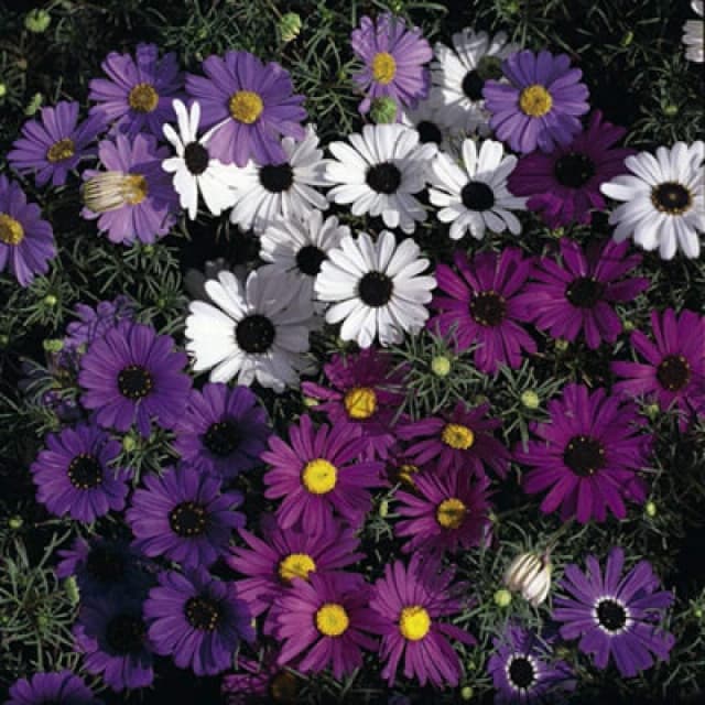 Thompson & Morgan Brachyscombe Bravo Mixed 1 Seed Packet