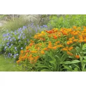 Thompson & Morgan Thompson and Morgan Asclepias Collection 12 bare roots (3 of each)