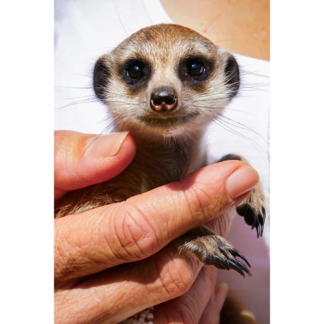 Activity Superstore Meet the Meerkats for Two - None None One Size