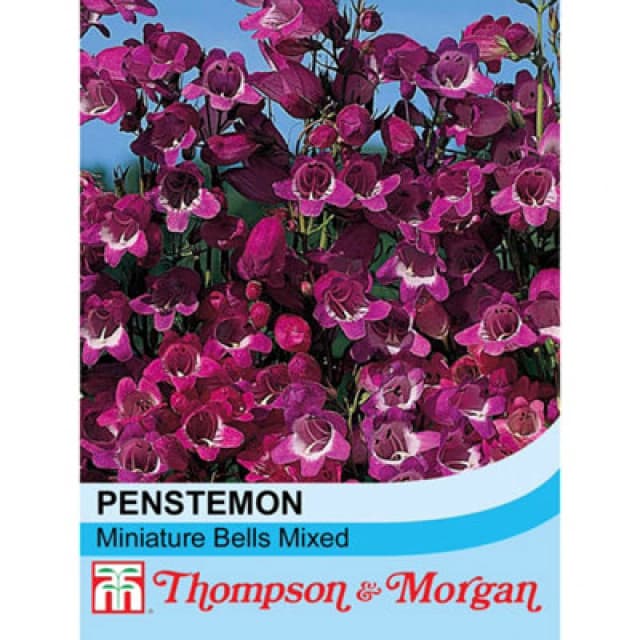 Thompson & Morgan Penstemon Miniature Bells Mixed 1 Seed Packet (50 Seeds)