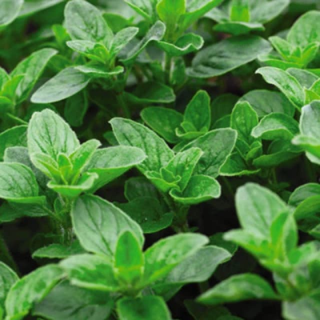 Thompson & Morgan Herb Oregano 1 Seed Packet (1500 Seeds)