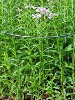 Ready To Rust Curved Steel Plant Supports 5 Pack