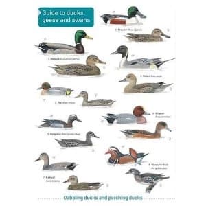 Ducks, Geese and Swans Paperback / softback 2019