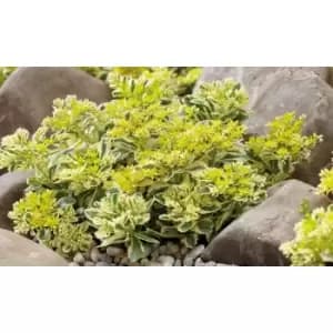 Thompson & Morgan Thompson and Morgan Sedum Atlantis 9cm Pot x 1