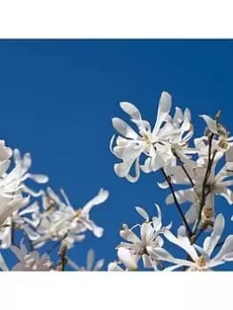 Magnolia Stellata Standard 3L Potted Plant 1M Tall