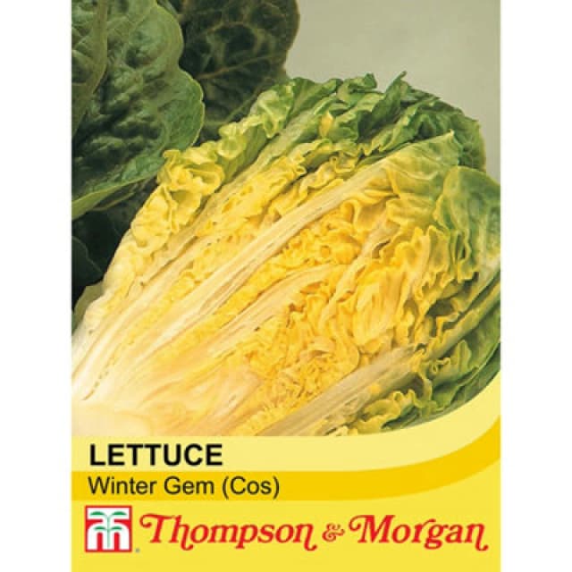 Thompson & Morgan Lettuce (Romaine/cos) Winter Gem 1 Seed Packet (150 Seeds)