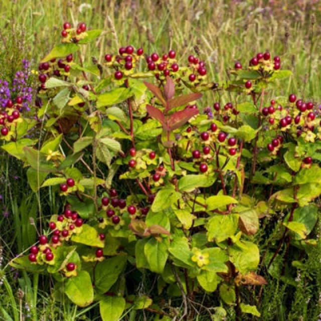 Thompson & Morgan Hypericum Orange Flair 9Cm Potted Plant X 3