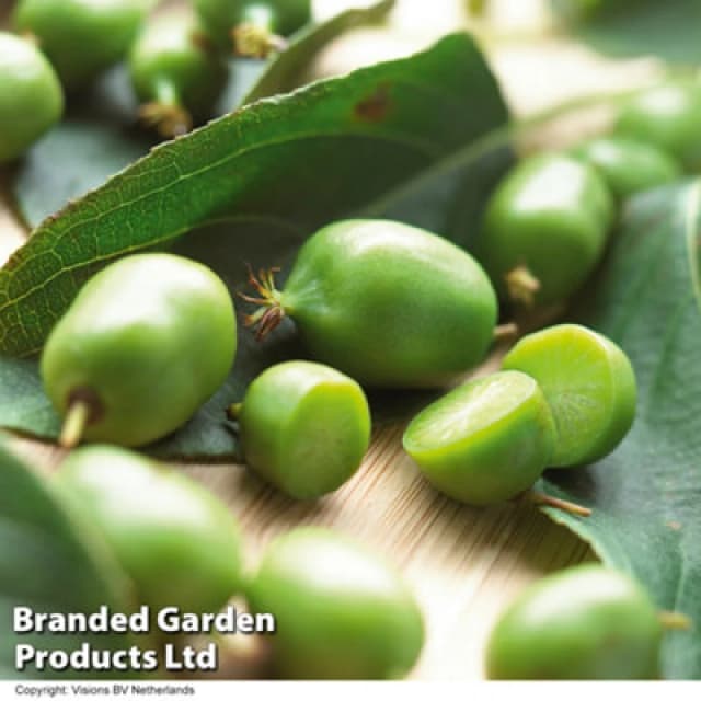 Thompson & Morgan Kiwi Berry (Actinidia Arguta) Sf Issai 9Cm Potted Plant X 1