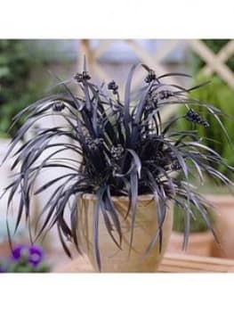 Ophiopogon Black Dragon Grass