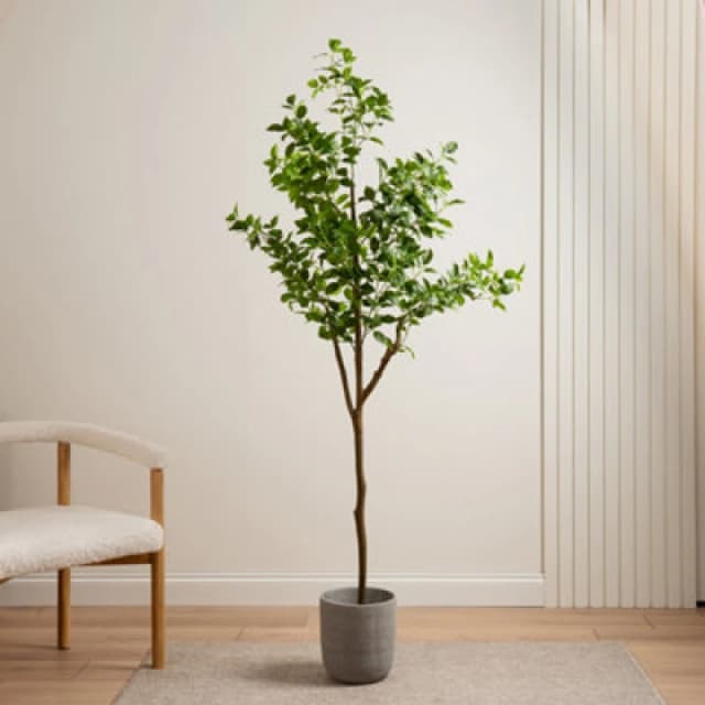 Scottish Everlastings Ltd 180cm Real Touch K/D Ficus Tree in Green Green Unisex