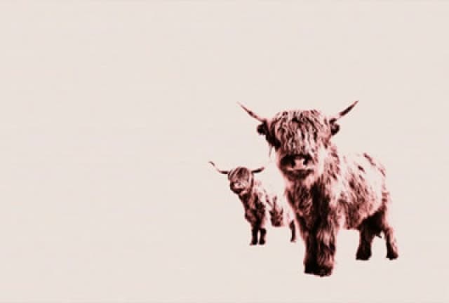 As Creation Highland Cows Digital Mural 400Cm X 270Cm Cream WPRAW Unisex