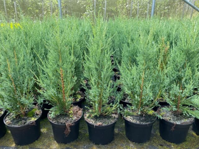 Direct Plants 5x Large Juniperus Skyrocket Trees Rocky Mountain Juniper 2ft Tall in a 3 Litre Pots in Green Green Unisex