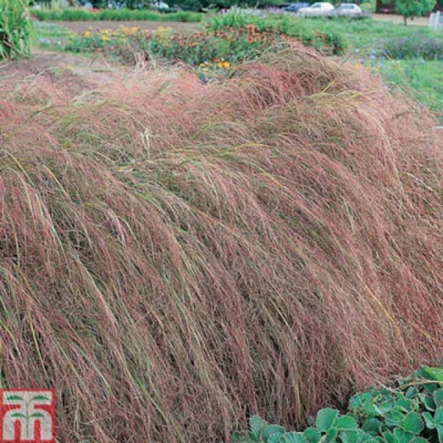 Thompson & Morgan Stipa Arundinacea 3 Litre Potted Plant X 1