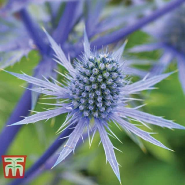 Thompson & Morgan Eryngium Planum 1 Litre Potted Plant X 1
