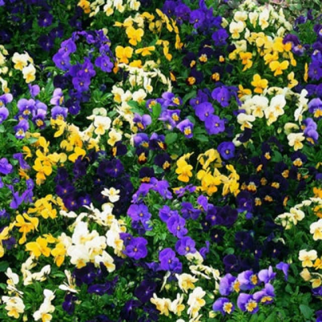 Viola Bedding Supreme Mixed Colourful Bedding Plants Seeds 1 Packet X 50 Seeds By Thompson & Morgan