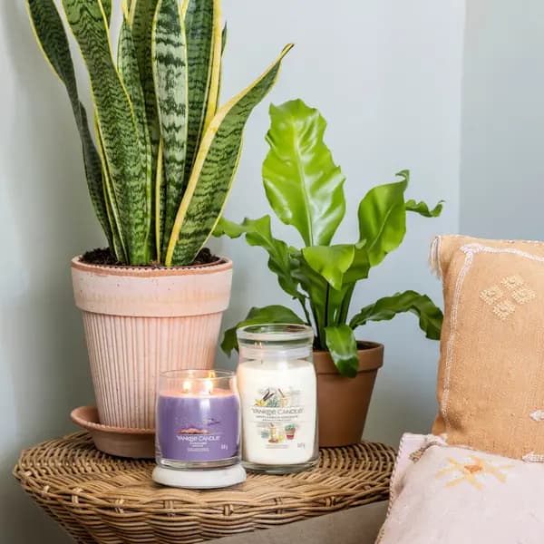 Sweet Vanilla Horchata