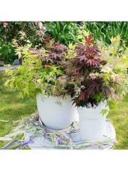 Acer Festival Mix 3 Colours In 1