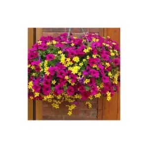 Summer Scorcher Mix plug x 12