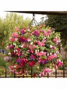 Jumbo American Fuchsia Collection 12 X Jumbo Plugs