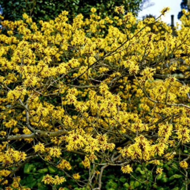 Thompson & Morgan Hamamelis X Intermedia Pallida 9Cm Potted Plant X 2