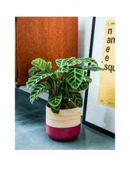 Ivyline Bamboo Pink Planter