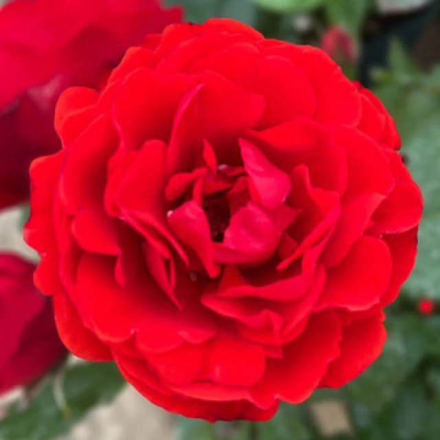 Yougarden Harkness Roses 'remembrance' Rose , Established Plant In 4 Litre Pot, Ready To Plant