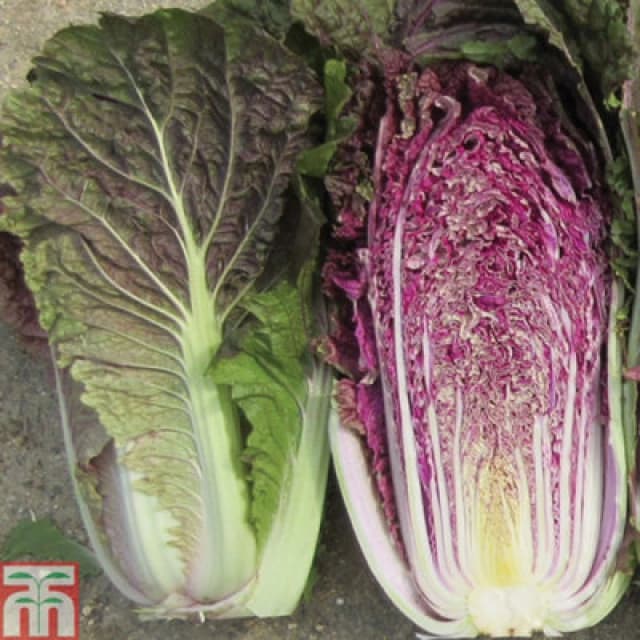 Thompson & Morgan Cabbage Chinese Scarvita F1 1 Seed Packet (15 Seeds)