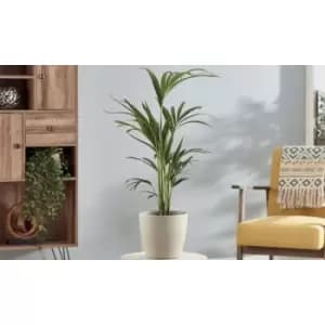 Thompson & Morgan Thompson and Morgan Kentia Palm (House Plant) 17cm pot - 1 plant