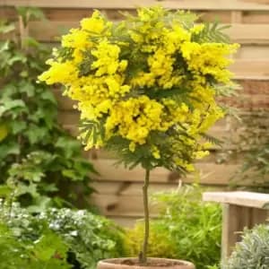 Yougarden Acacia Mimosa Standard Tree in 19cm Pot