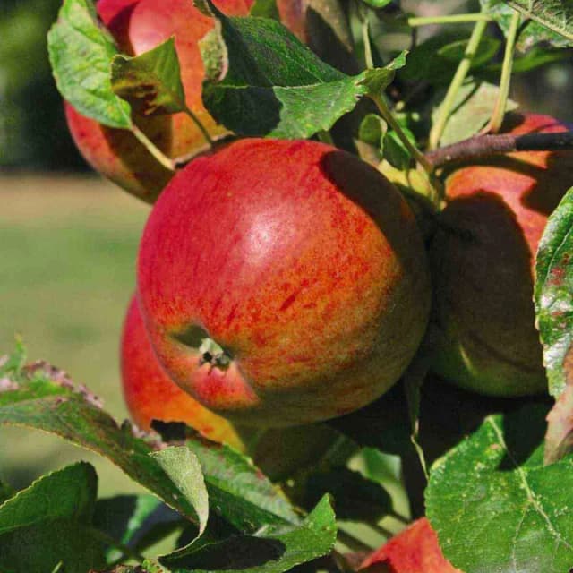 Thompson & MorganApple (malus) Braeburn Patio Standard (m9) 5L Potted Plant X 1 KB1982