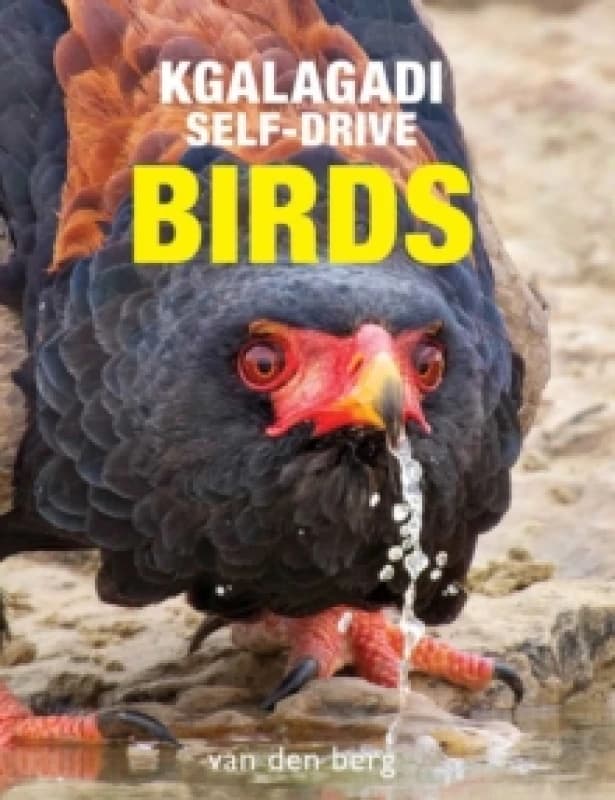 Kgalagadi Self-Drive Birds Paperback / softback