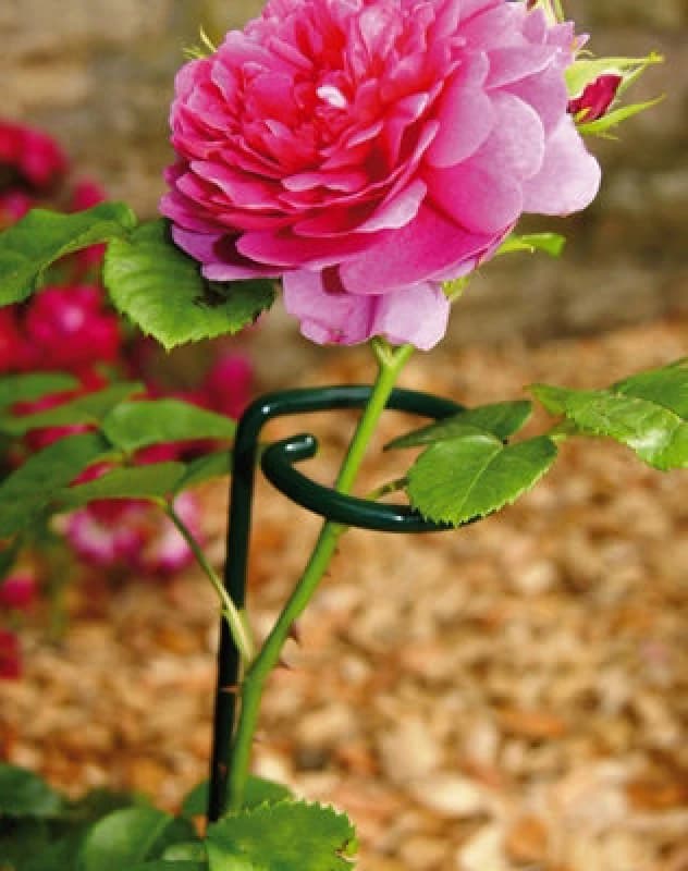 Poppy Forge Small Single Stem Support Bare Metal/ready To Rust (Pack Of 4) - Steel - L5 X W5 X H60 Cm