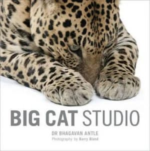 Big Cat Studio by Dr Bhagavanle Antle Paperback