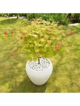 Acer Shirasawanum Moonrise 3L
