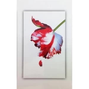 Twilight Saga 5 Book Set (White Cover)