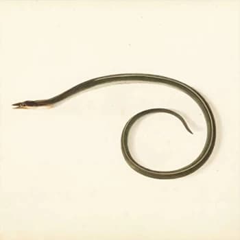 Desaccord Majeur - Sunquake Vinyl