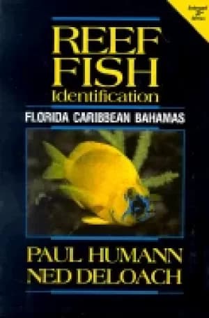 reef fish identification florida caribbean bahamas