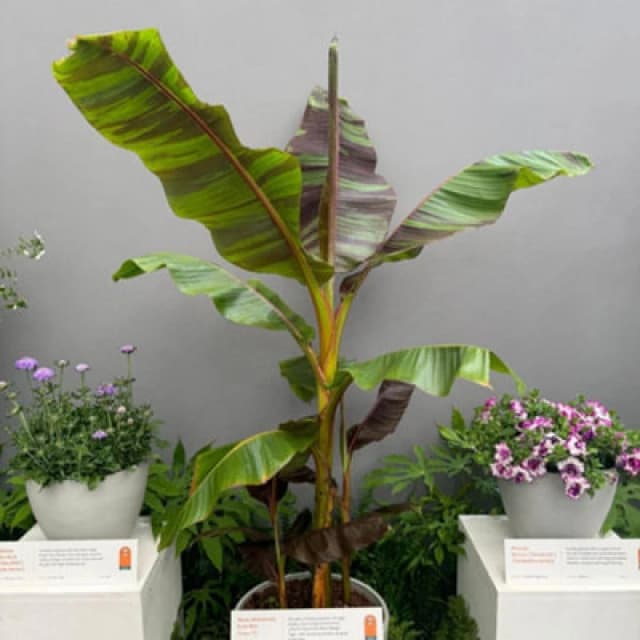 Thompson & Morgan Musa Sikkimensis Ever Red 15Cm Potted Plant X 1