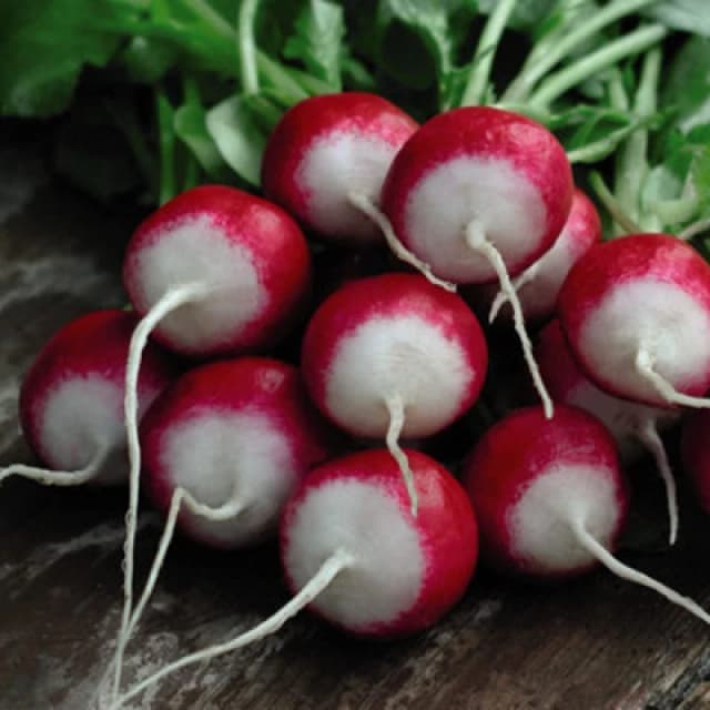Thompson & Morgan Radish Poloneza 1 Seed Packet (500 Seeds)