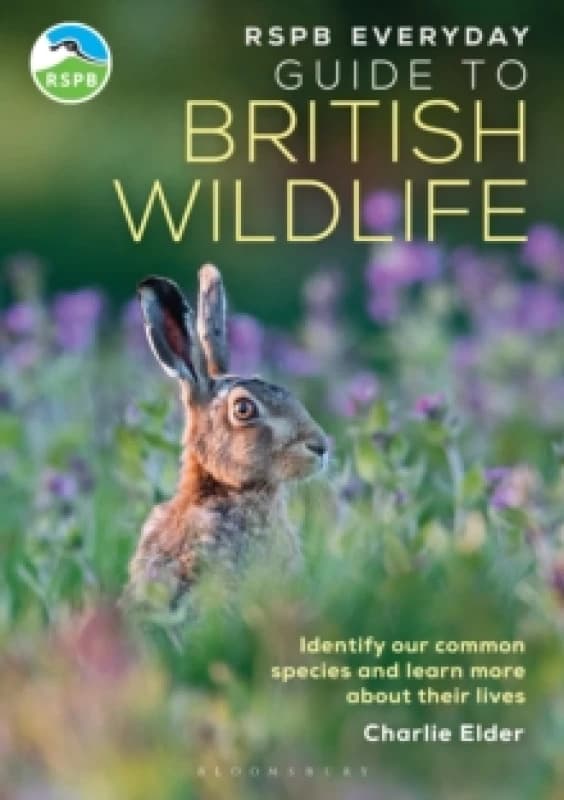 RSPB Everyday Guide to British Wildlife : Identify our common species and learn more about their lives Paperback / softback